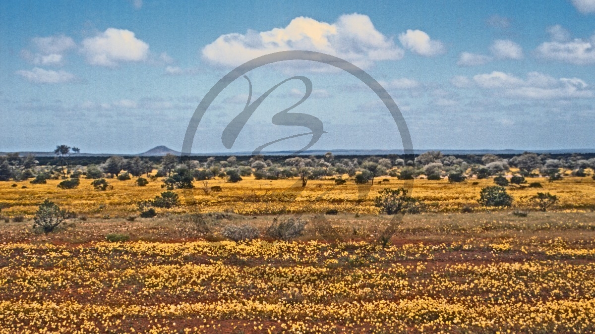 Outback - Wildflower Route - gelber Blütenteppich_C04-44-31.jpg