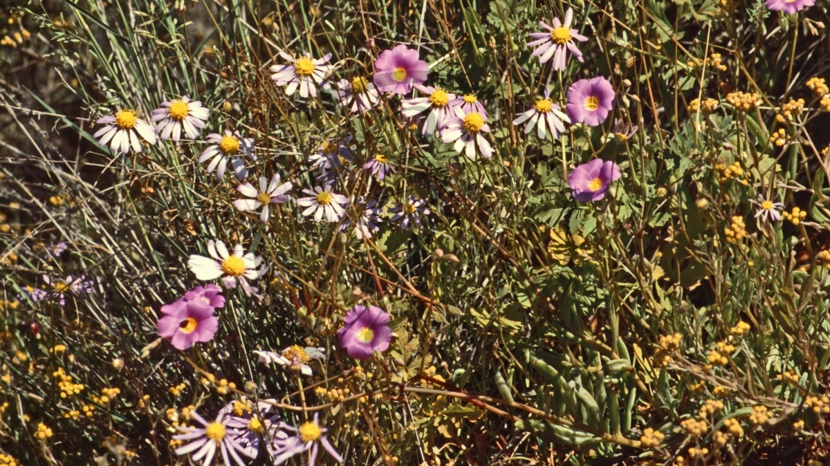 Outback - pink Blüte - Round-leaved Parakeelya - [Calandrinia remota]_C04-43-50.jpg