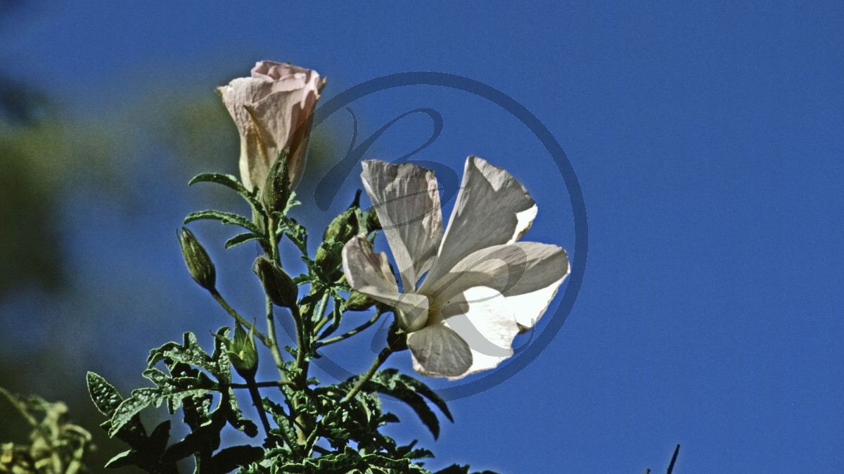 Outback - weie Hibiscusblüte - [Malvaceae]_C04-45-19.jpg