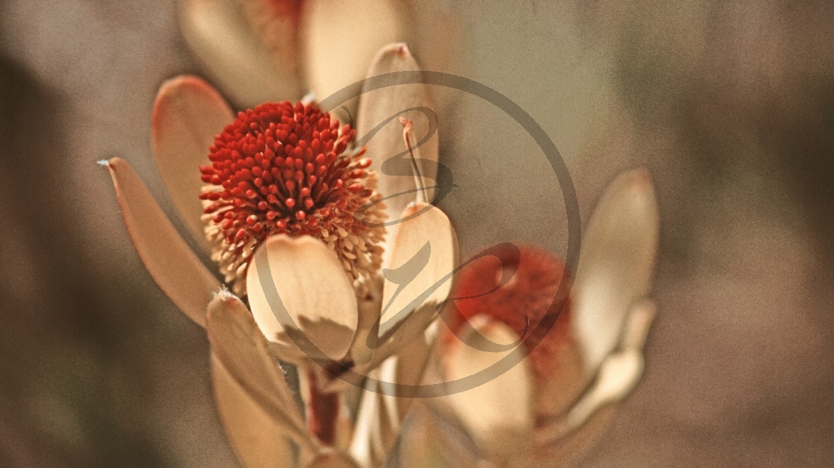Perth - Australische Buschblüte - Cone Flower - [Isopogon cuneatus]_C04-50-01.jpg