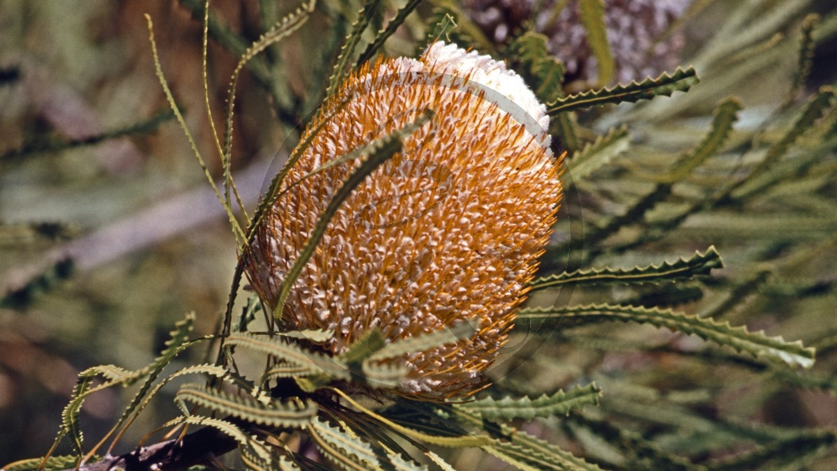 Perth - Kings Park - Banksia - [banksia Hookerana]_545_D05-16-09.jpg