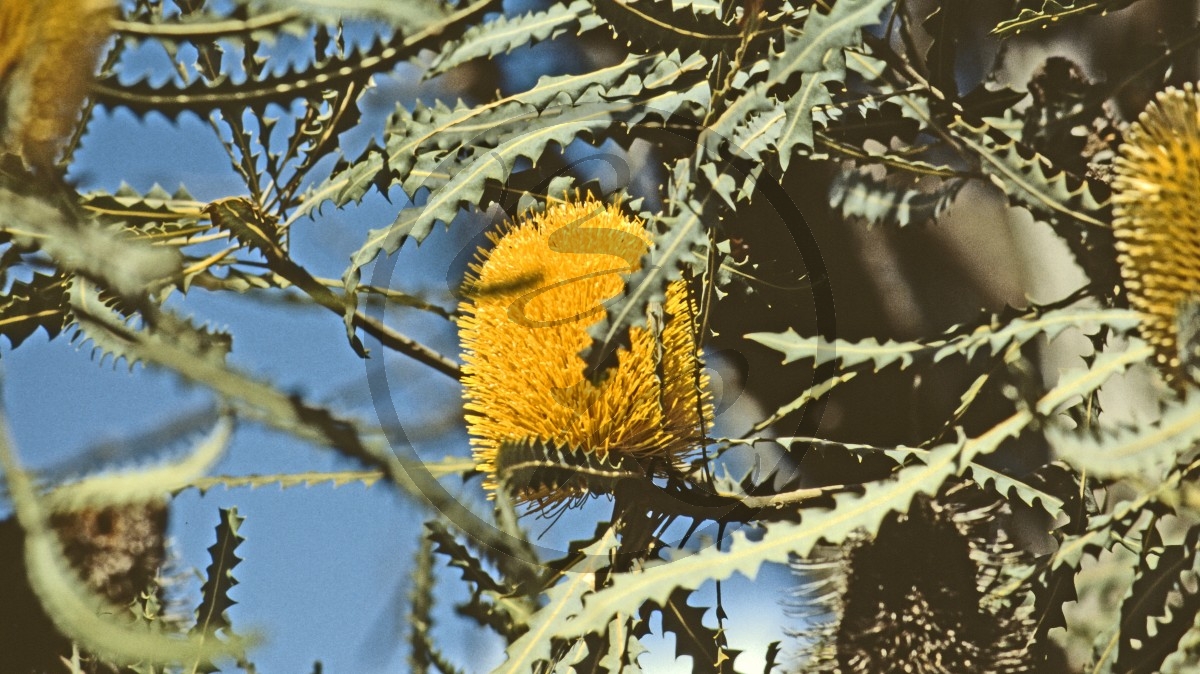 Perth - Kings Park - Banksia - Hooker's Banksia - [Banksia hookeriana]_C04-50-08.jpg