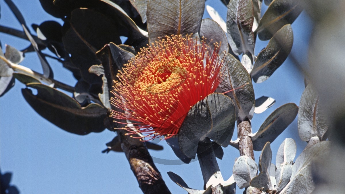 Perth - Kings Park - Eukalyptus - Blue bush - [Eucalyptus macrocarpa]_D05-16-11.jpg