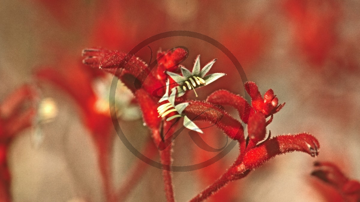 Perth - Kings Park - Känguru-Pfoten - Red Kangaroo Paw - [Anigozanthos rufus]_C04-50-11.jpg