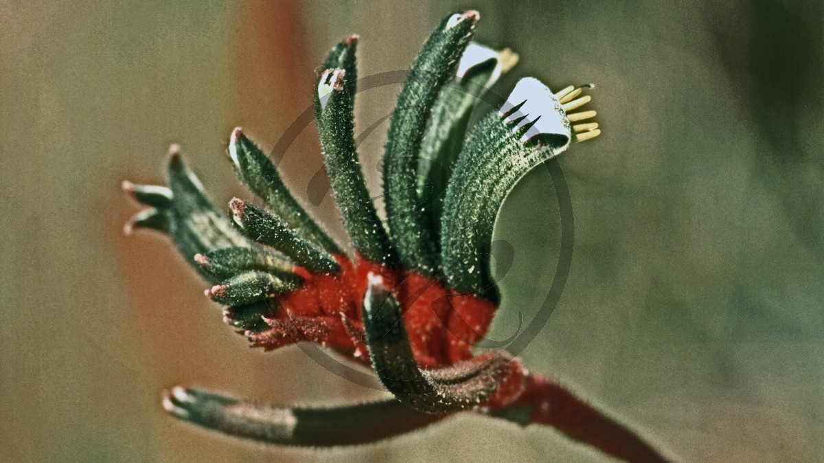 Perth - Kings Park - Känguru-Pfoten - Red and Green Kangaroo Paw - [Anigozanthos manglesii]_C04-49-50.jpg