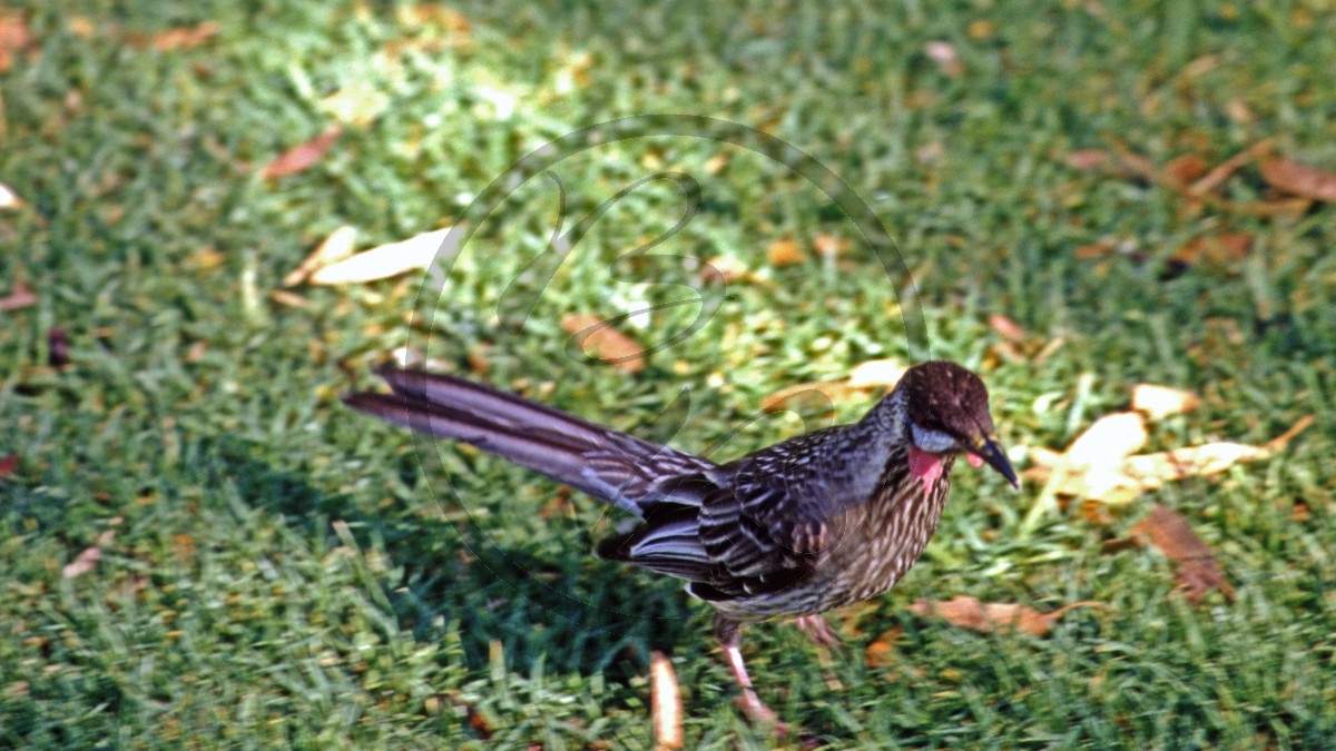 Perth - Kings Park - Rotlappen-Honigfresser - Red Whattlebird - [Anthochaera carunculata]_D06-15-01.jpg