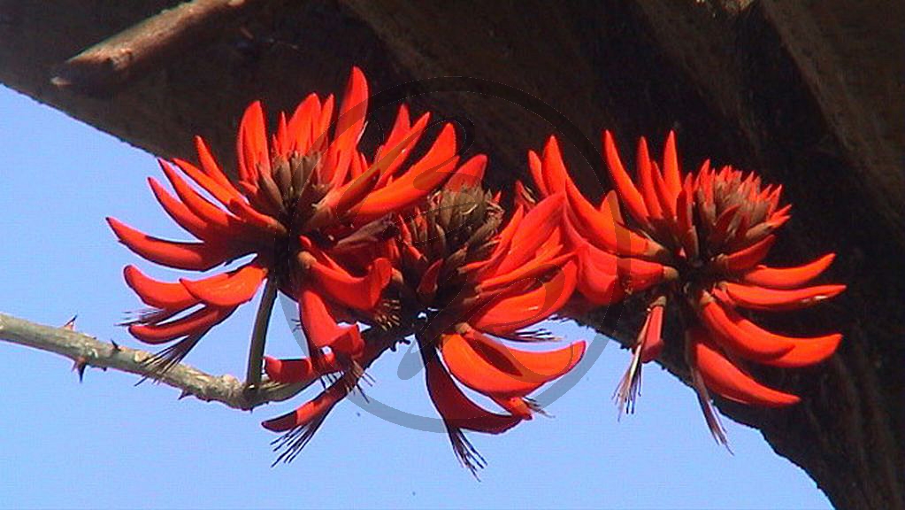 Perth-Midland -  Korallenbaum - [Erythrina speciosa] (2003-227).jpg