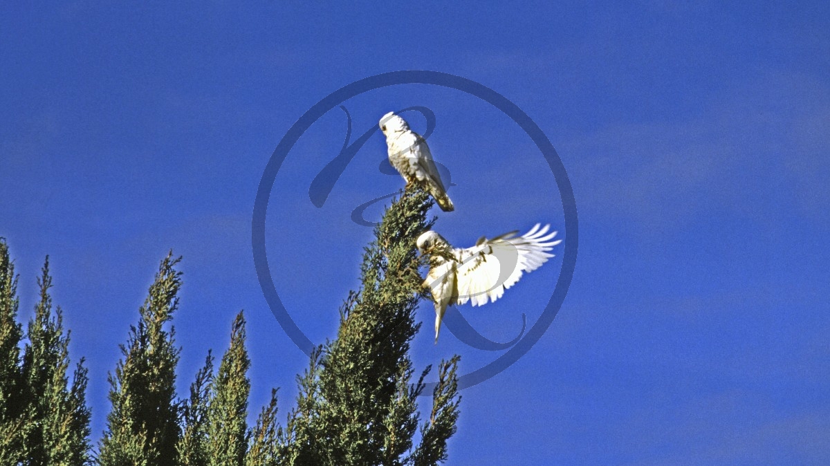 Perth-Midland - Nacktaugenkakadu - Little Corella - [Cacatua sanguinea]_C04-50-17.jpg