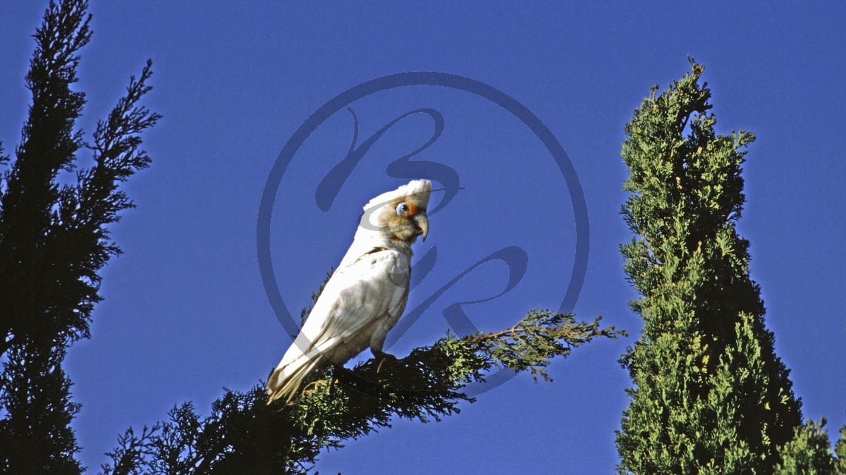 Perth-Midland - Nasenkakadu - Long-billed Corella - [Cacatua tenuirostris]_C04-50-21.jpg