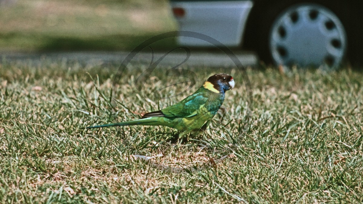 Perth-Midland - Ringsittich - (Kragensittich) - Australien Ringneck - [Barnardius zonarius]_C04-49-49.jpg