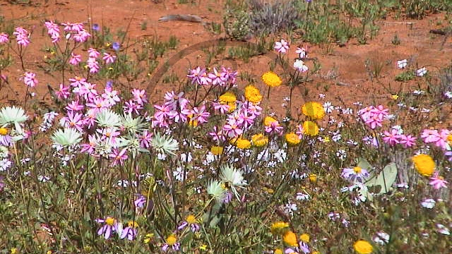 Pilbara -  Wildblumen - [Asteraceae] (2003-220).jpg