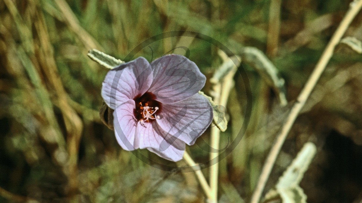 Pilbara - [Hibiscus spendens]_C04-42-04.jpg