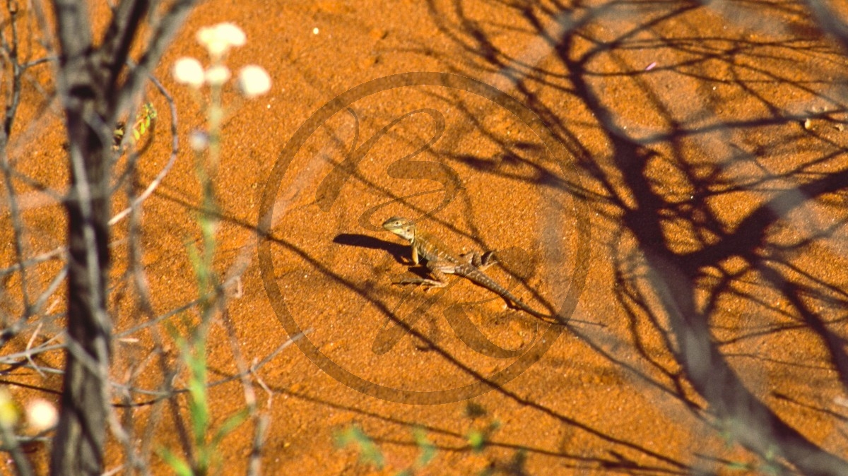 Pilbara - Agame -  [Agamidae]_C04-42-13.jpg