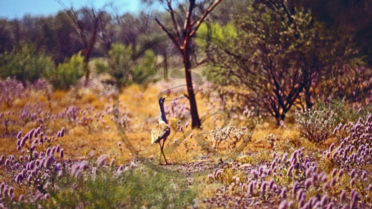 Pilbara - Chichester Range - Tall Mulla Mulla - [Ptilotus exaltatus] - Trappe - [Ardeotis australis]_C04-20-22 Trappe Outback.jpg