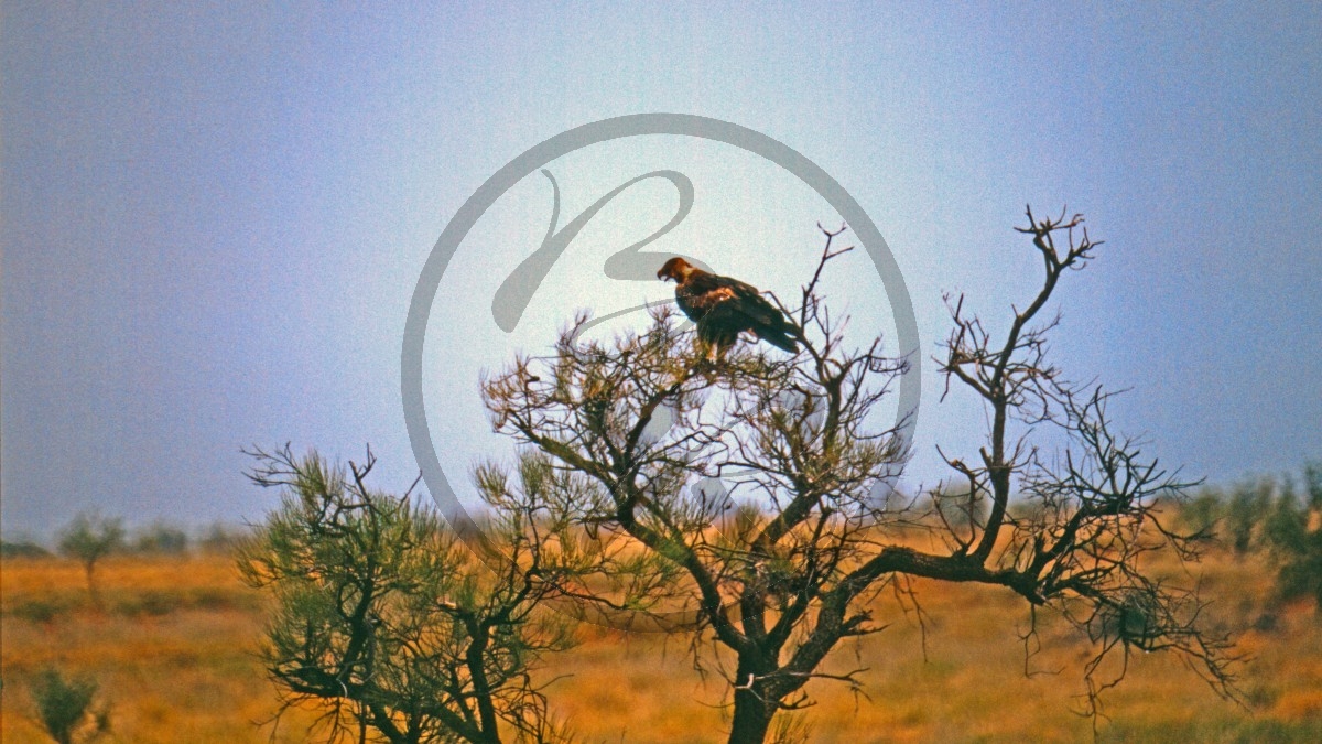 Pilbara - Keilschwanzadler - Wedge-tailed Eagle - [Aqzila audax]_D06-14-10.jpg