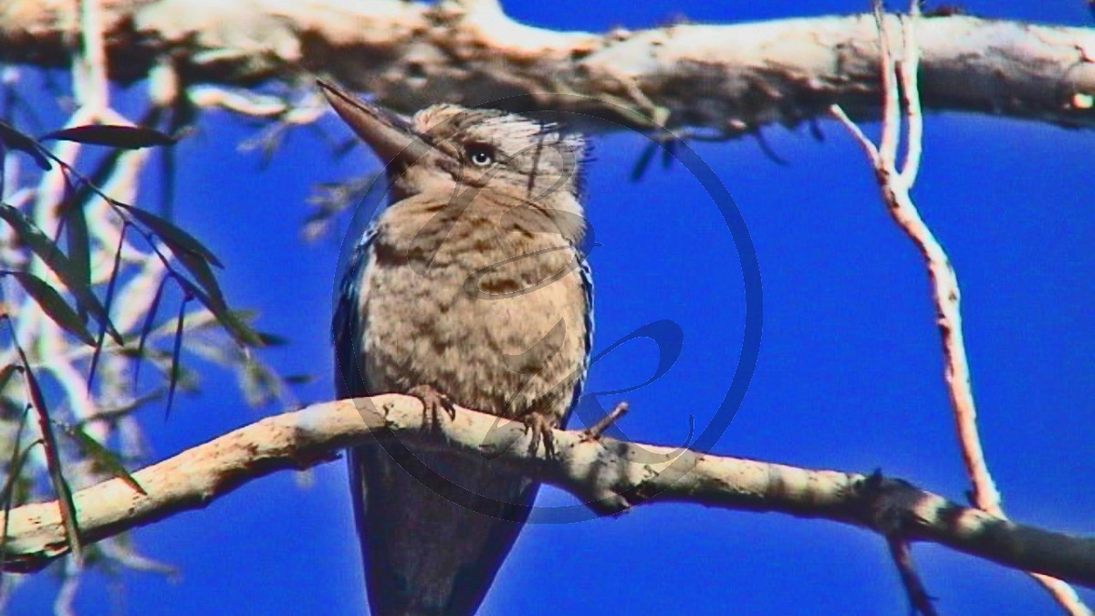 Pilbara - Millstream National Park - Haubenliest -  [Dacelo leachii] (2003-185).jpg