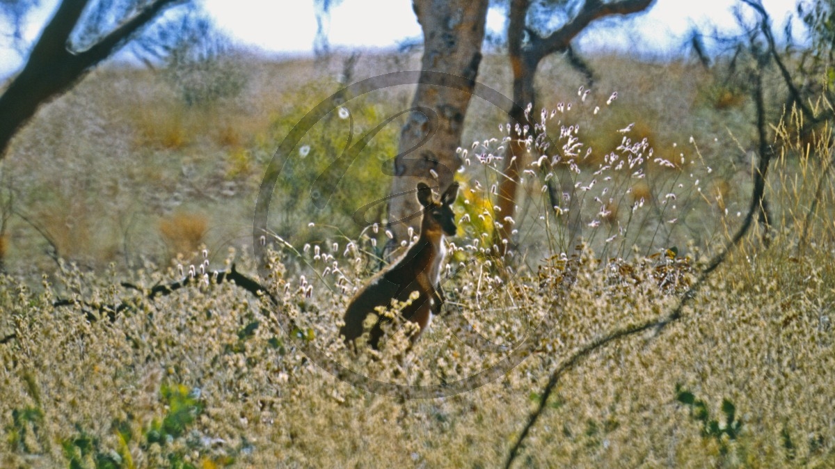 Pilbara - Millstream-Chichester Nationalpark - Känguru_D06-14-20.jpg