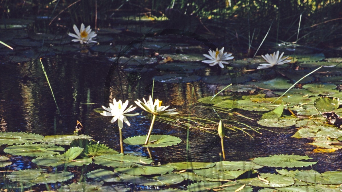 Pilbara - Millstream-Chichester Nationalpark - weiße Seerose - [Nymphaea]_C04-20-13.jpg