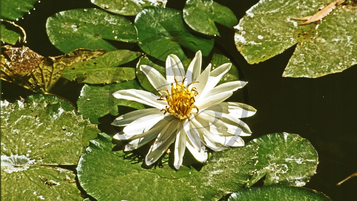 Pilbara - Millstream-Chichester Nationalpark - weiße Seerose - [Nymphaea]_D05-14-33_Seerose.jpg