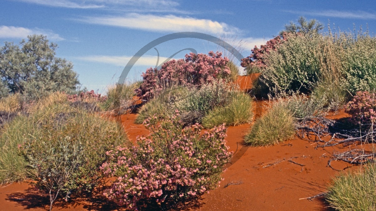 Pilbara - Outback - Outback - blühende Büsche_C04-42-01.jpg