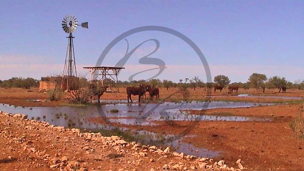 Pilbara - Rinder an Wasserstelle (2003-218).jpg