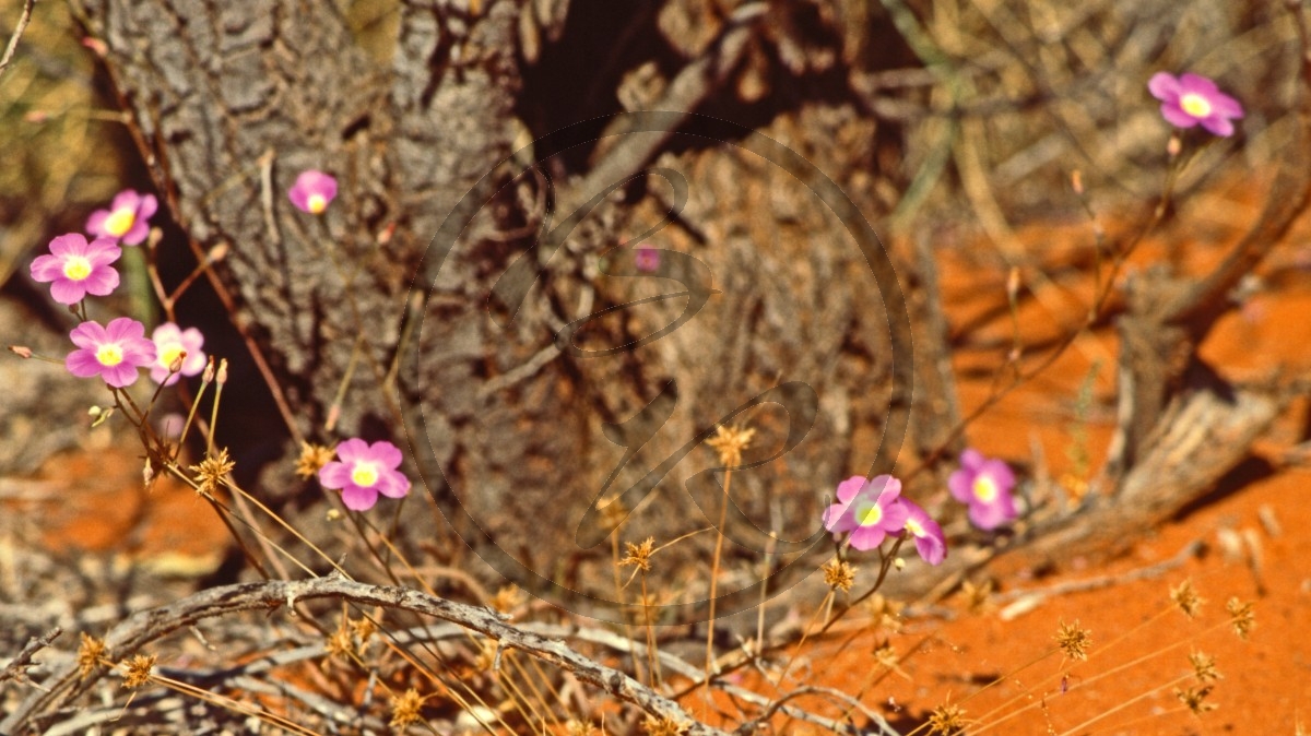 Pilbara - pink Blüte - Round-leaved Parakeelya - [Calandrinia remota]_C04-42-08.jpg