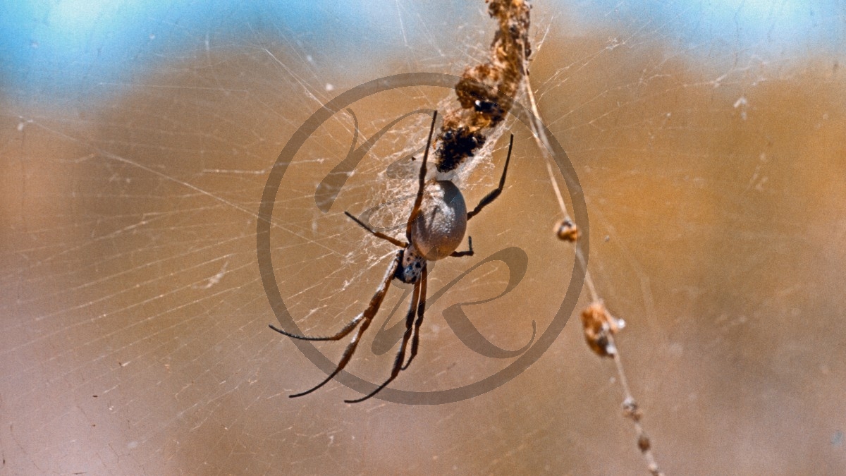 Pilbara- Chichester Range - Spinne im Netz_D06-14-25.jpg