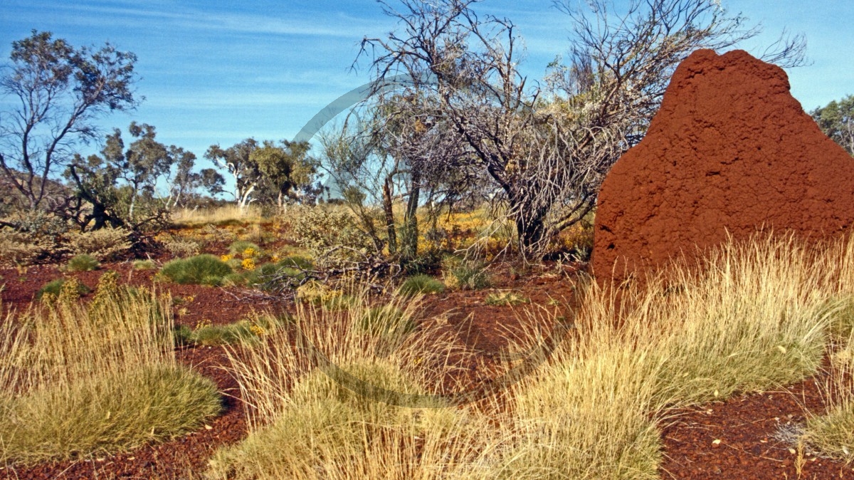 Pilbara- Hamersley Range - Karijini Nationalpark - Buschland - Termitenhügel_C04-20-37.jpg