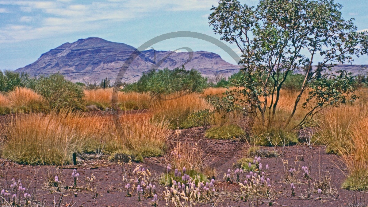 Pilbara- Hamersley Range - Karijini Nationalpark - Mount Bruce_C04-21-08.jpg