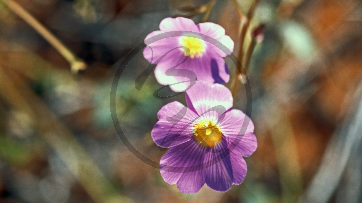 Pilbara- pink Blüte - [Calandrinia]_C04-42-07.jpg
