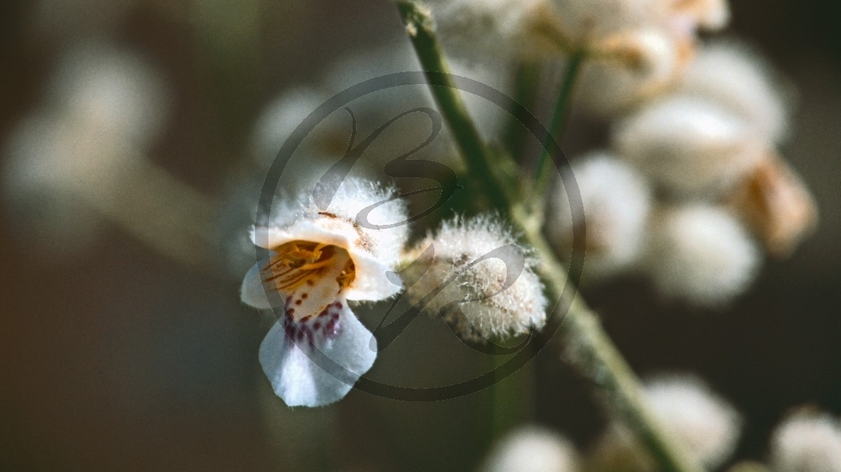 Pilbara- weiße Blüte - Foxgowe - [Pityrodia atriplicina]_C04-42-11.jpg