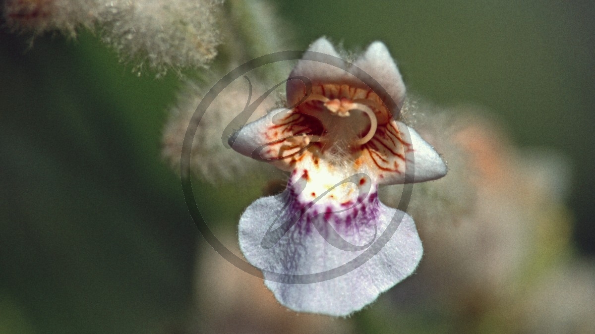 Pilbara- weiße Blüte - Foxgowe - [Pityrodia atriplicina]_C04-42-12.jpg