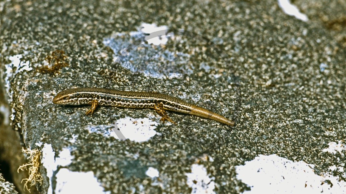 Porongurup Range Nationalpark - Skink_D06-15-12.jpg