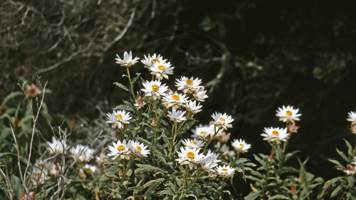 Porongurup Range Nationalpark - Sonnenflügel - Chamomile Sunray - [Rhodanthe anthemoides]_D05-17-41.jpg