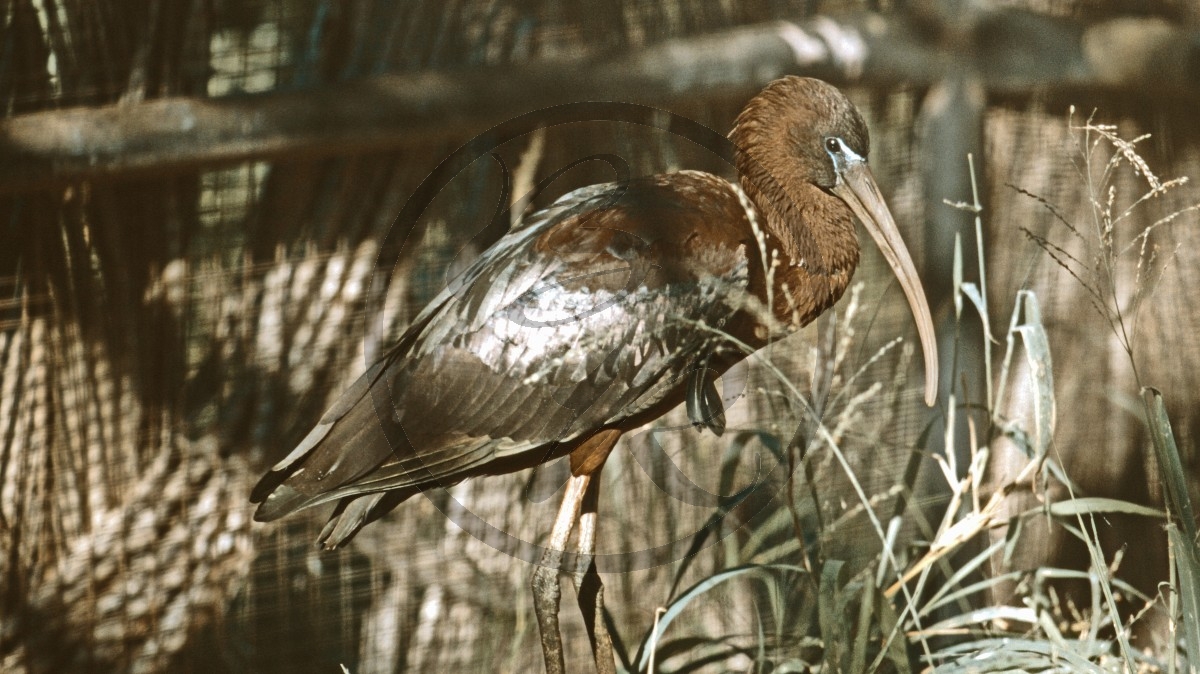 Port Smith - Brauner Sichler - [Plegadis falcinellus Syracuse]_C04-39-38.jpg