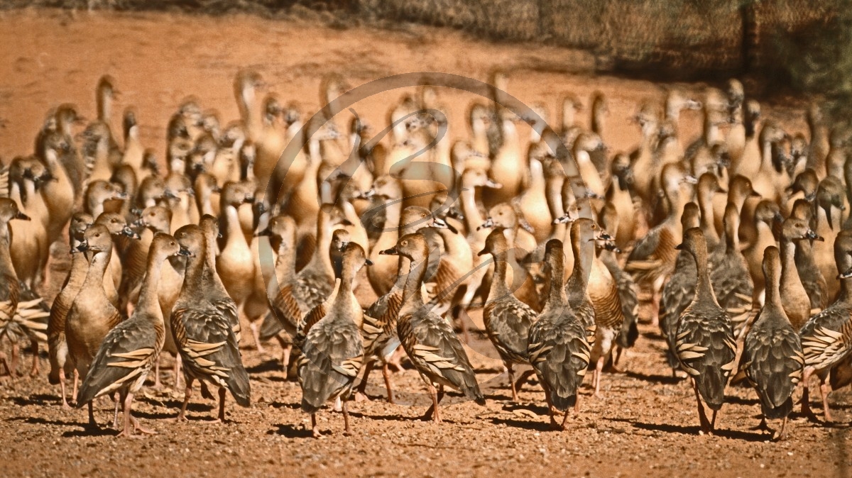 Port Smith - Sichelpfeifgans - plumed whistling duck - [Dendrocygna eytoni]_C04-39-43.jpg