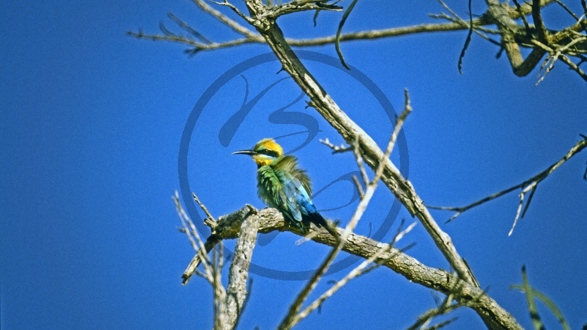 Roebuck Bay - Regenbogenbienenfresser - rainbow bee-eater [Merops ornatus]_C04-39-12.jpg