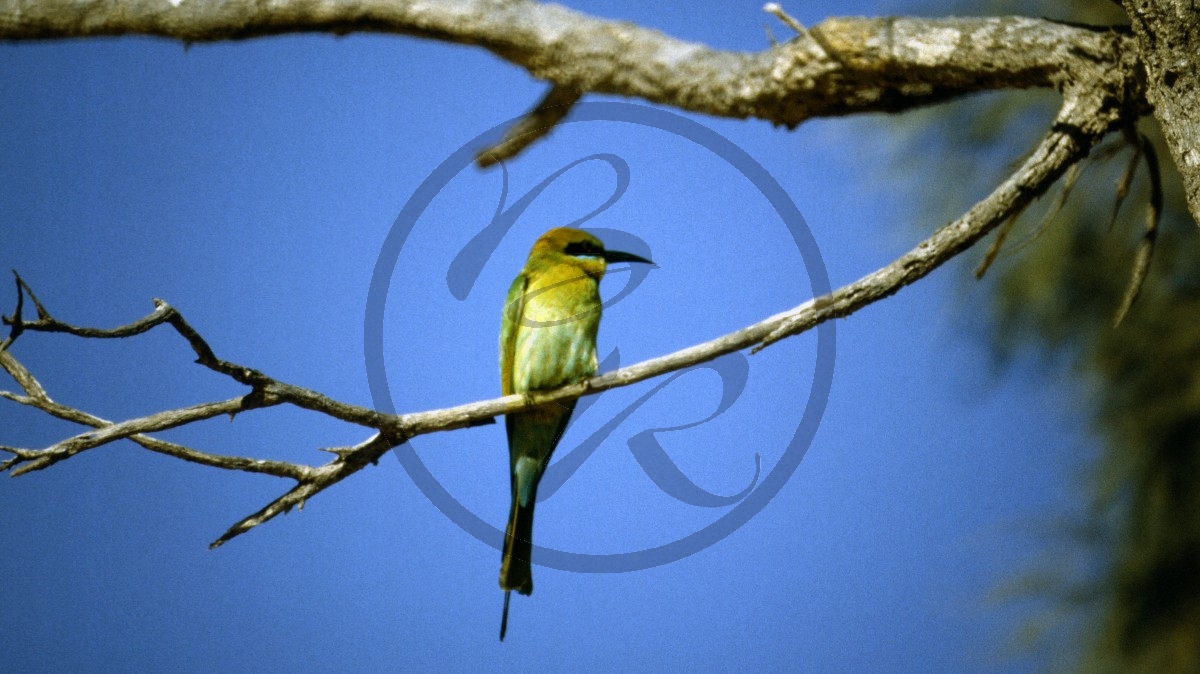 Roebuck Bay - Regenbogenbienenfresser - rainbow bee-eater [Merops ornatus]_C04-39-28.jpg
