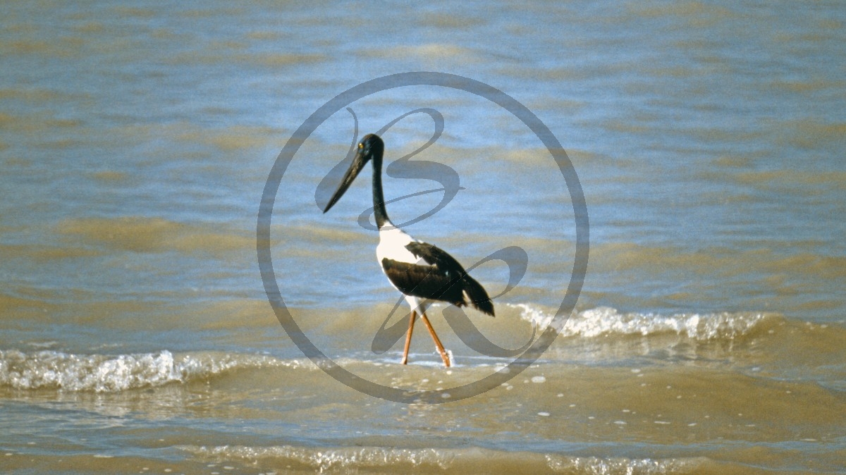 Roebuck Bay - Schwarznackenstorch - Jabiru - Riesenstorch -  [Ephippiorhynchus asiaticus]_C04-39-25.jpg