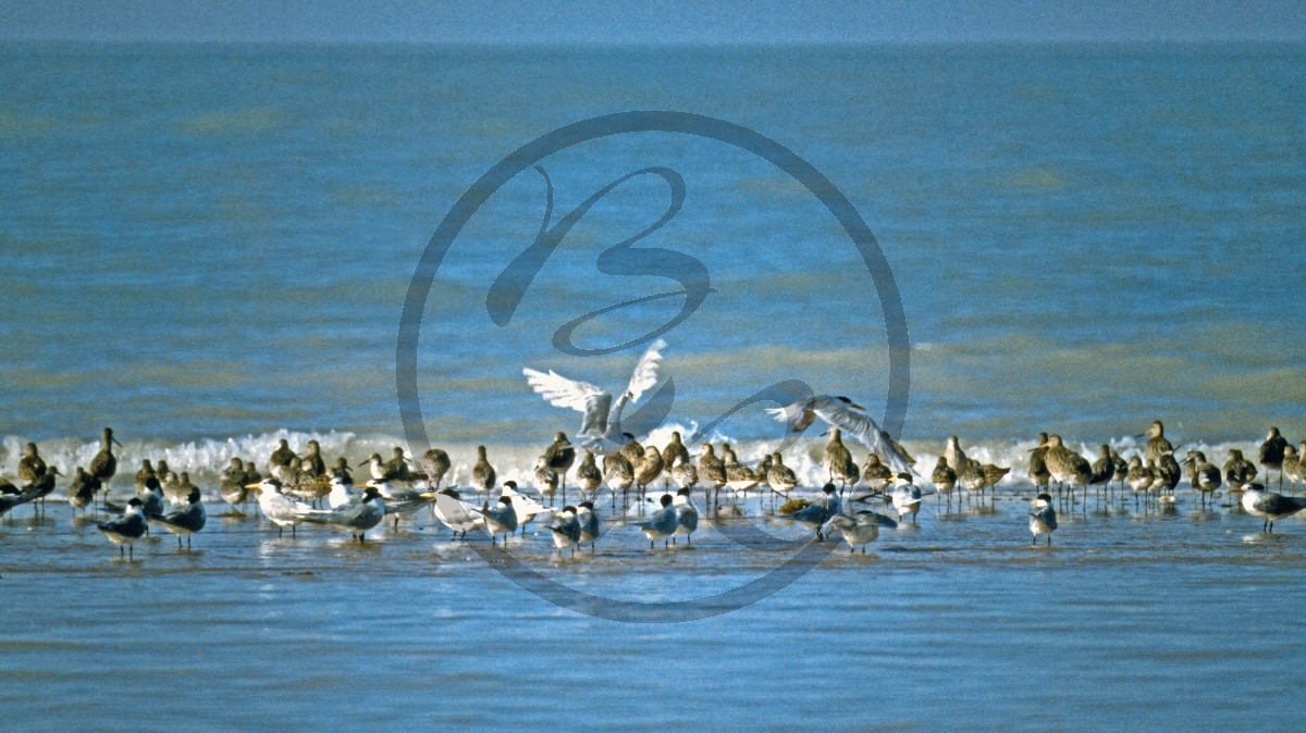 Roebuck Bay - Seevögel-Schwarm_C04-39-19.jpg
