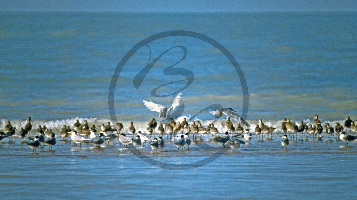 Roebuck Bay - Seevögel-Schwarm_C04-39-19.jpg