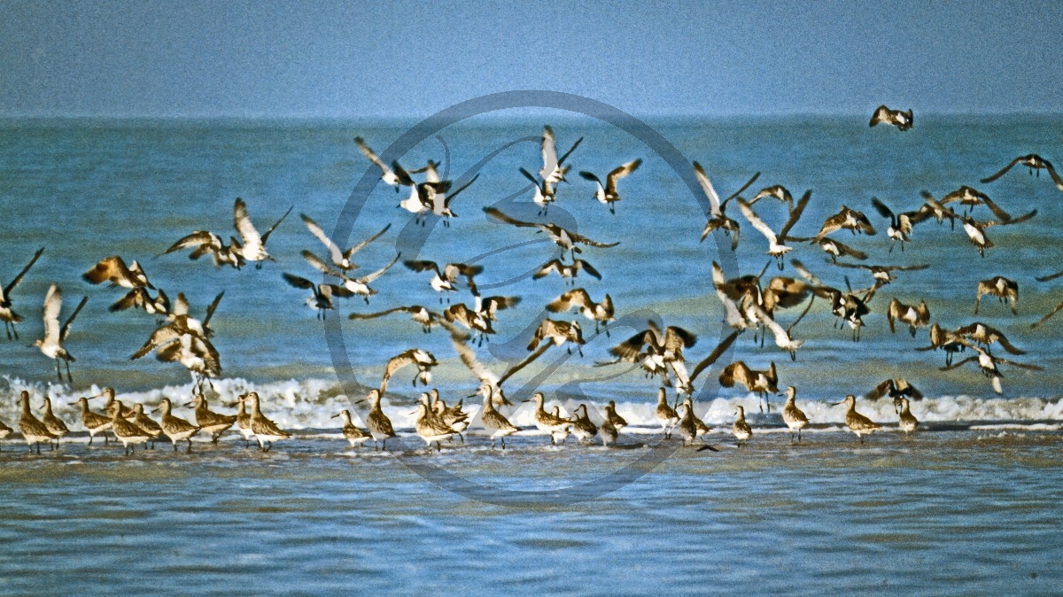 Roebuck Bay - Seevögel-Schwarm_C04-39-21.jpg