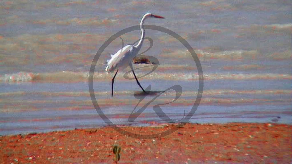 Roebuck Bay - Silberreiher [Ardea alba] (2003-123).jpg