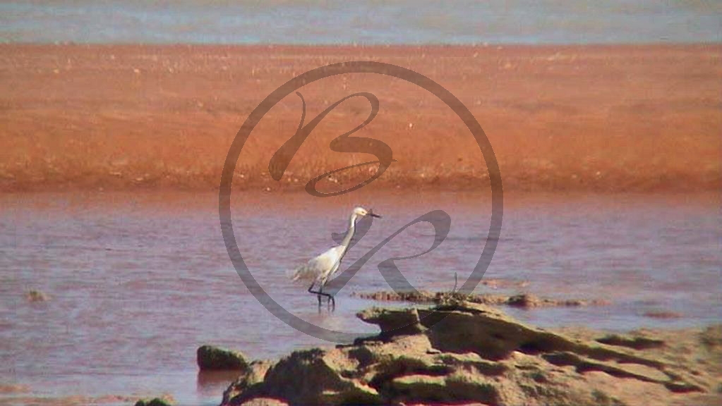 Roebuck Bay - Silberreiher [Ardea alba] (WA-2003-117).jpg