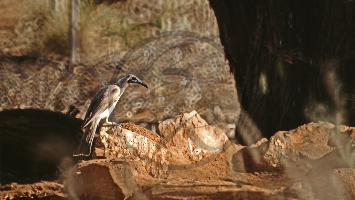 Roebuck Bay - Weißscheitel-Lederkopf - Silver.crowed Friarbird - [Philemon argenticeps]_D06-13-40.jpg