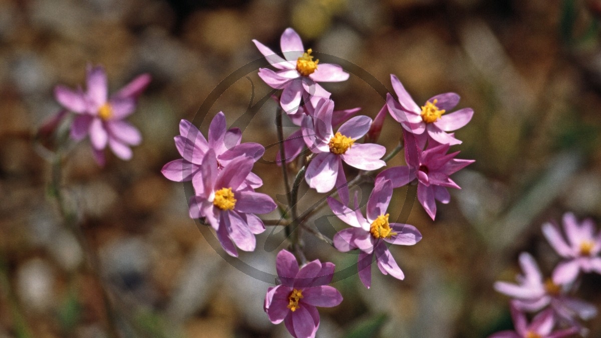 Schoenia cassiniana_C04-44-39.jpg