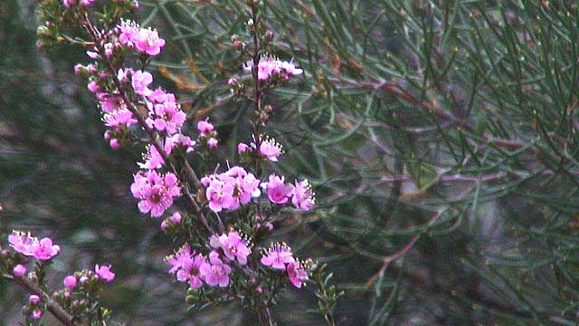 Stirling Range National Park - [Thryptomene racemulosa] (2003-265).jpg