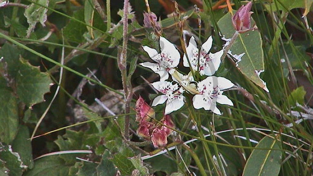 Stirling Range National Park - Kreuz des Südens - [Xanthosia rotundifolia] (2003-263).JPG