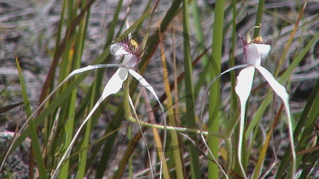 Stirling Range National Park - Orchidee - [Caladenia eminens] (2003-266).jpg