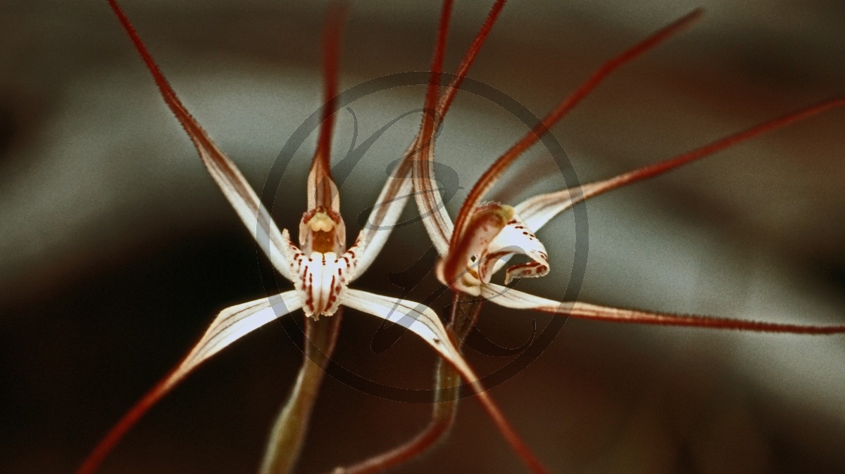 Stirling Range National Park - Orchidee - [Caladenia huegelii] _C04-49-01.jpg